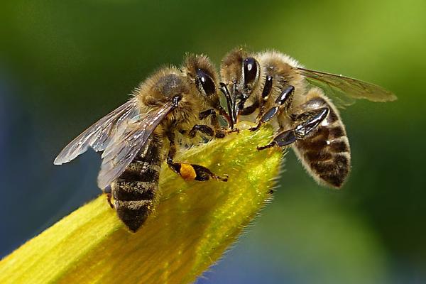 Albinele, în cultura popoarelor lumii. Știai că, la început, erau... carnivore?