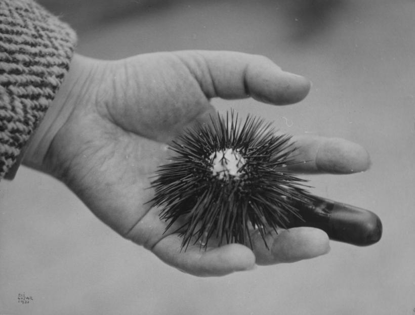 Expoziție emoționantă Eli Lotar, fiul lui Tudor Arghezi dintr-o relație interzisă 18657350