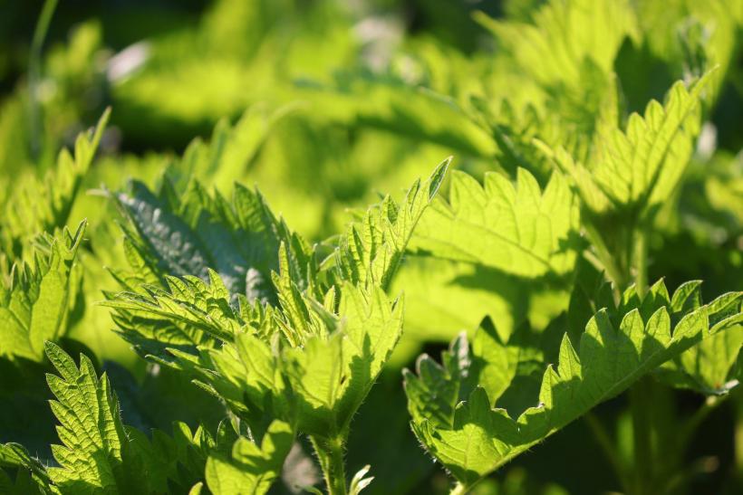 Beneficiile plantelor medicinale de primăvară 18657899