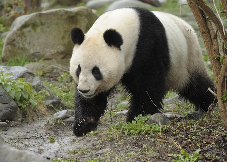 Grădina Zoologică din Viena a primit un urs panda din China 