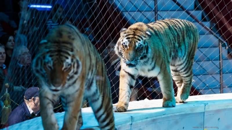 Marea Britanie interzice animalele sălbatice în spectacolele de circ 