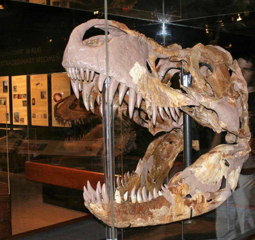 O specie de dinozaur rudă cu T. rex, identificată de cercetători
