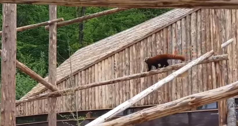 Primul urs panda din România poate fi vizitat la Grădina Zoologică din Brașov