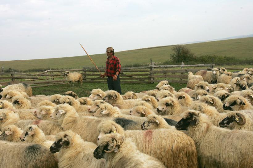 Sibiu: Peste 1.000 de elevi au intrat mai devreme în vacanţă pentru a putea pleca în transhumanţă cu oile 