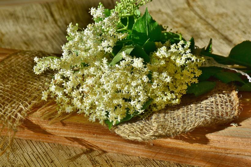 Remedii naturale cu flori de soc