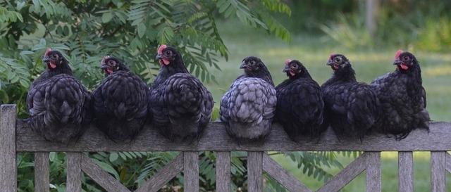 Oameni de ştiinţă au editat genomul puilor de găină pentru a-i face rezistenţi la gripa aviară