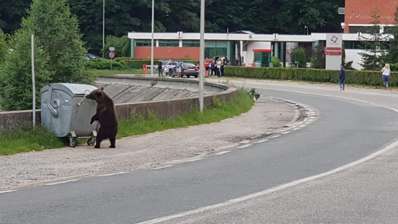 Urşii gonesc turiştii de pe Transfăgărăşan