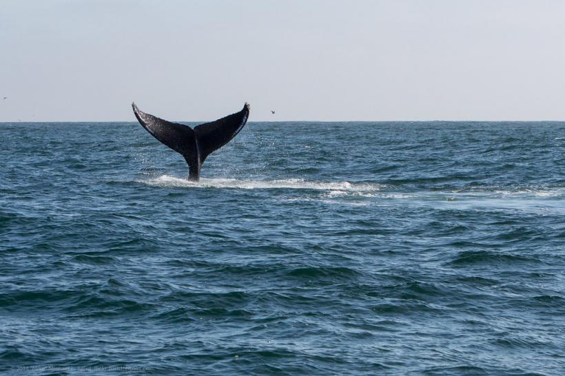 Rusia va elibera balene aflate în captivitate după un protest internaţional 