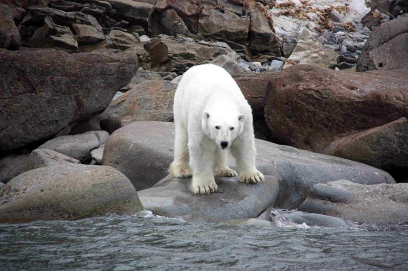 Un urs polar înfometat aflat la sute de kilometri distanţă de habitatul său a fost capturat