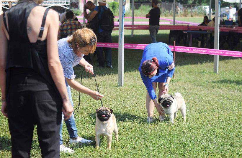 GALERIE FOTO. Cei mai frumoși câini la București 18667241