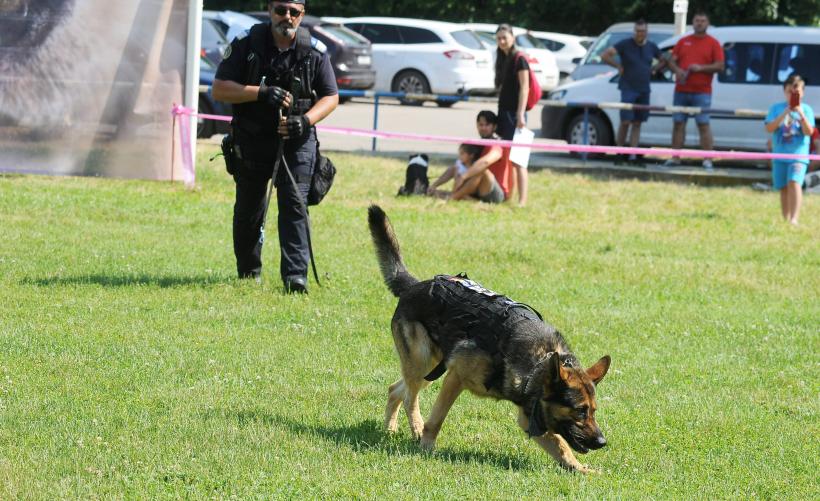 GALERIE FOTO. Cei mai frumoși câini la București 18667242