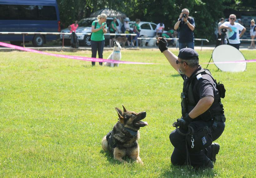 GALERIE FOTO. Cei mai frumoși câini la București 18667243