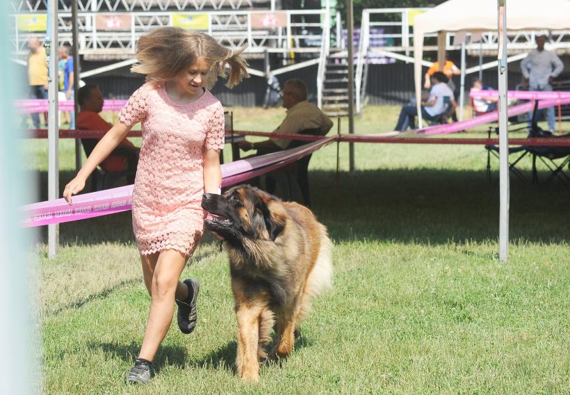 GALERIE FOTO. Cei mai frumoși câini la București 18667244