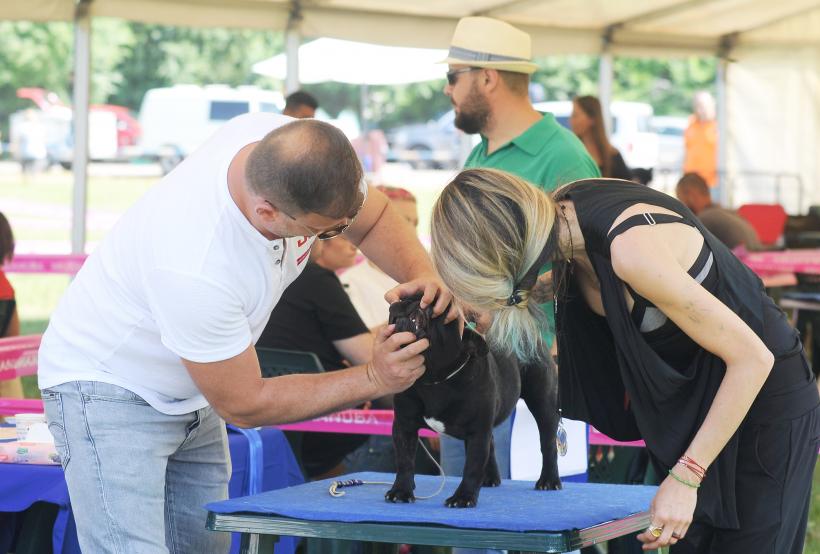 GALERIE FOTO. Cei mai frumoși câini la București 18667245