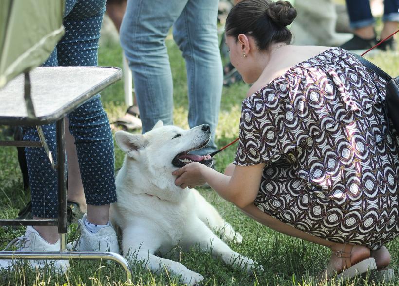 GALERIE FOTO. Cei mai frumoși câini la București 18667247
