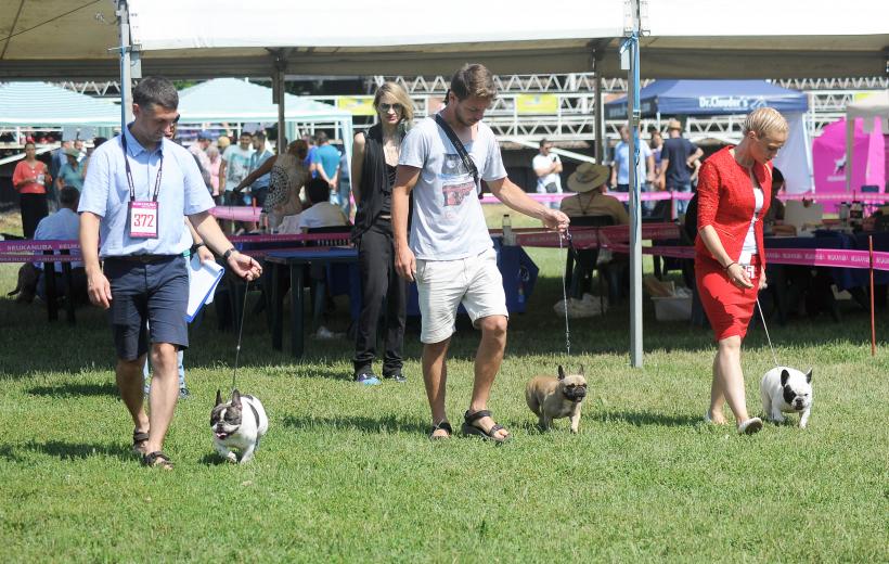 GALERIE FOTO. Cei mai frumoși câini la București 18667248