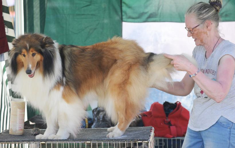 GALERIE FOTO. Cei mai frumoși câini la București 18667249