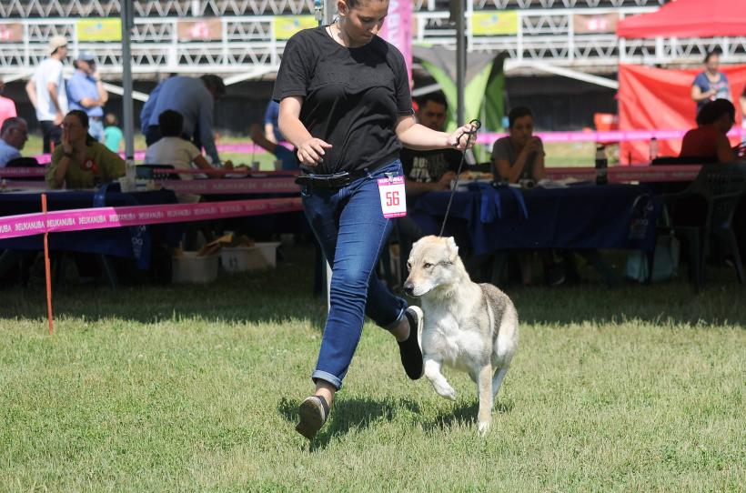 GALERIE FOTO. Cei mai frumoși câini la București 18667250