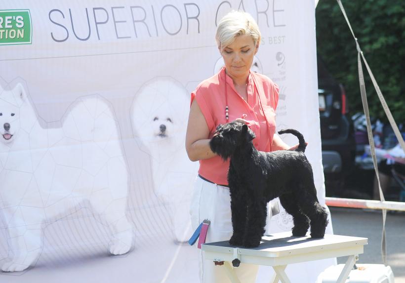 GALERIE FOTO. Cei mai frumoși câini la București 18667251