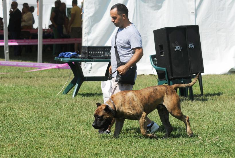 GALERIE FOTO. Cei mai frumoși câini la București 18667253