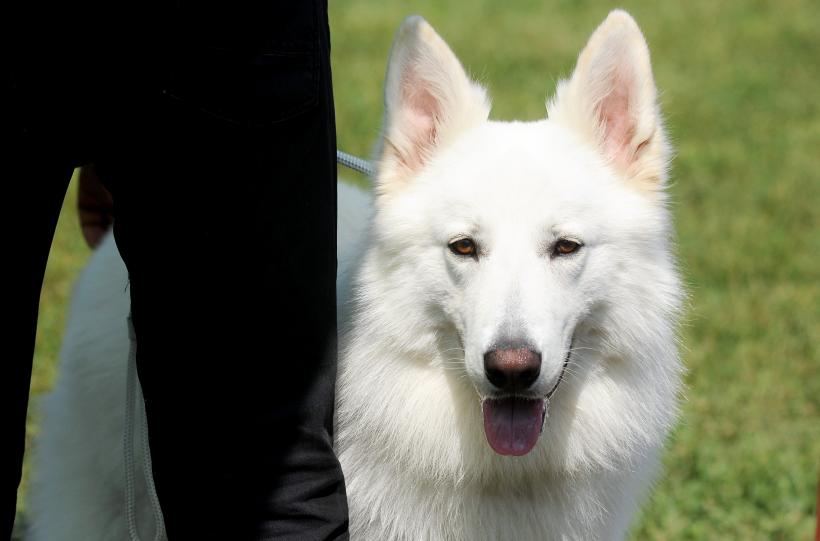 GALERIE FOTO. Cei mai frumoși câini la București 18667255