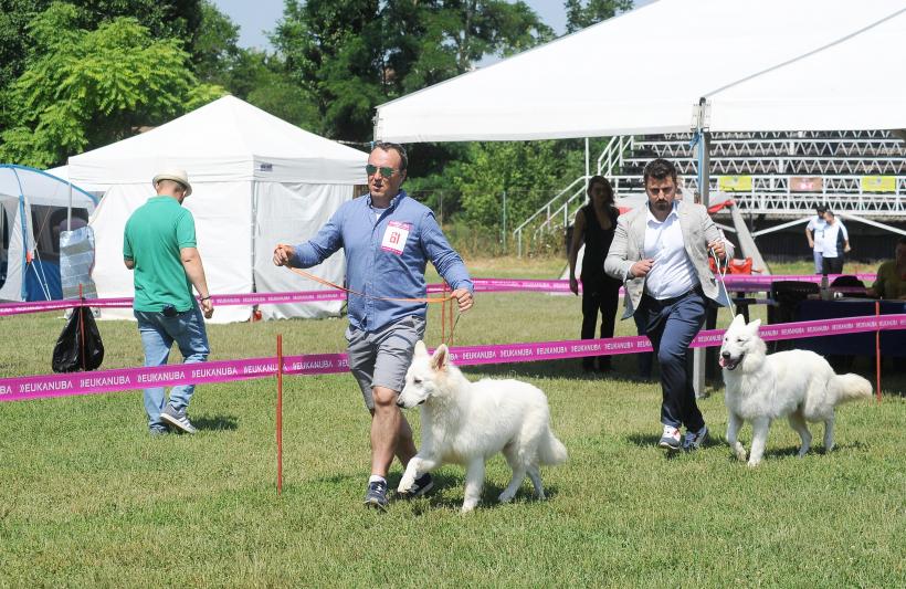 GALERIE FOTO. Cei mai frumoși câini la București 18667256