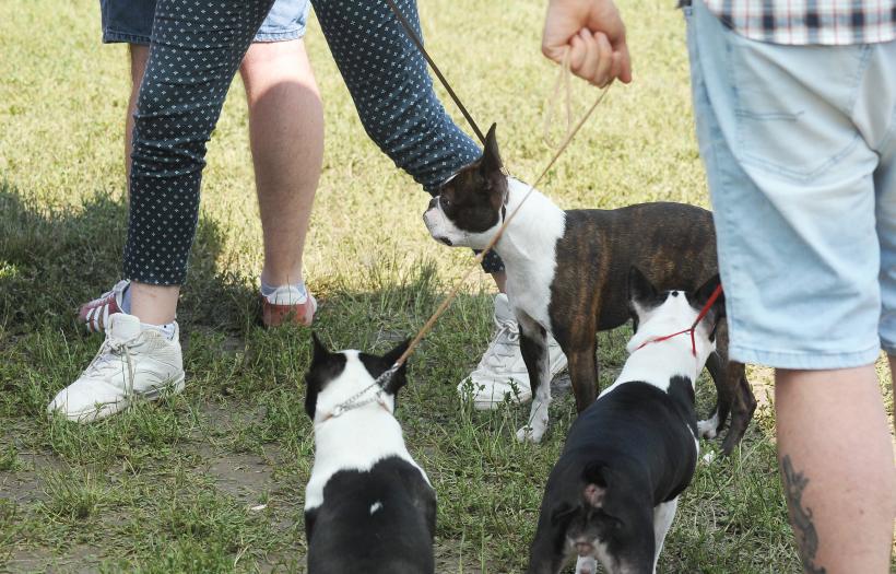 GALERIE FOTO. Cei mai frumoși câini la București 18667257