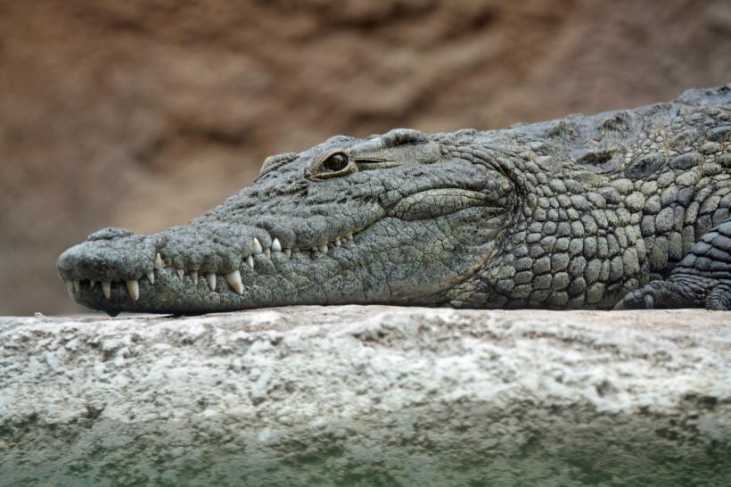 Încălzirea globală ar putea duce la o înmulţire a atacurilor crocodililor