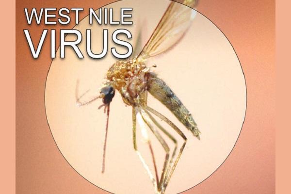 Infecția cu Virusul West Nile – prevenție, simptome, tratament