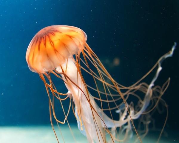 Au fost identificate genele corelate veninului la trei specii de meduze