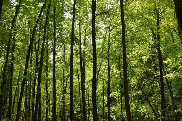 500 de persoane vor alerga prin pădurea Hoia-Baciu 