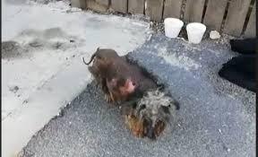 Bucureștean amendat după ce și-a abandonat câinele bolnav pe stradă