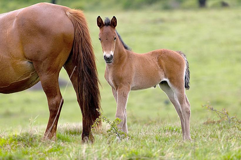 Caii dacilor umblă liberi la Anina 18671571