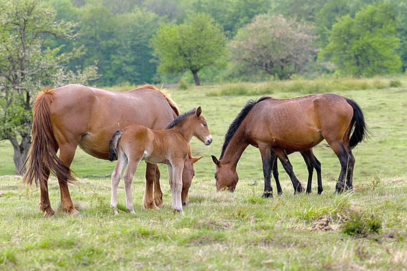 Caii dacilor umblă liberi la Anina 18671573