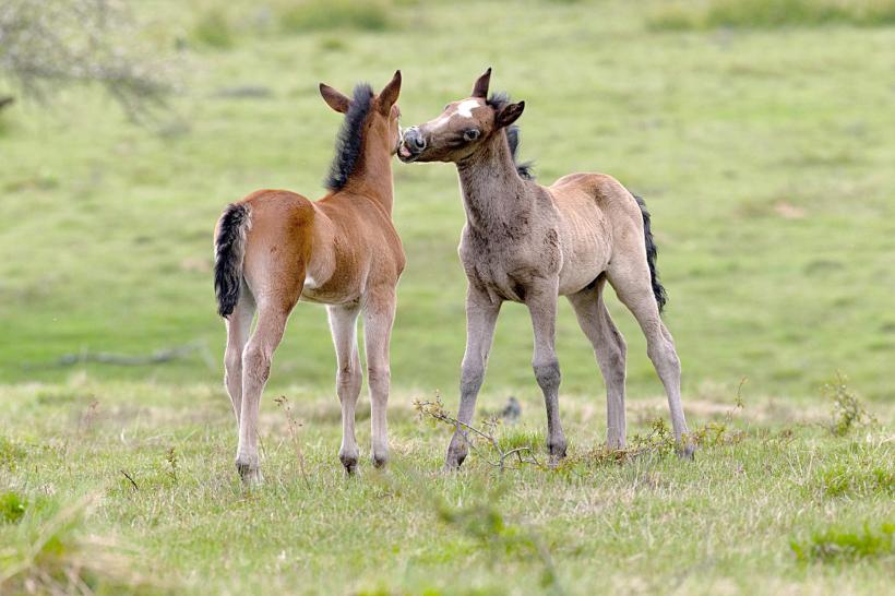 Caii dacilor umblă liberi la Anina 18671575