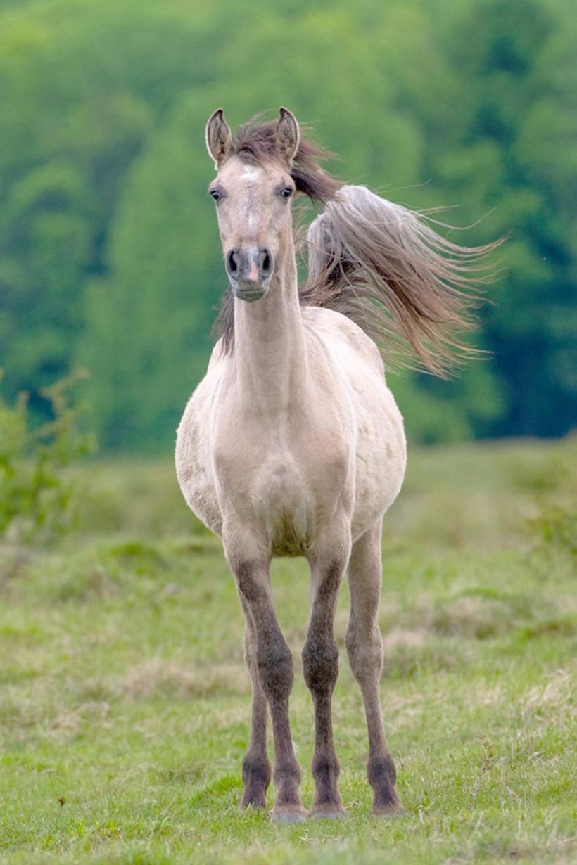 Caii dacilor umblă liberi la Anina 18671577