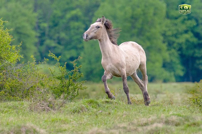 Caii dacilor umblă liberi la Anina 18671578