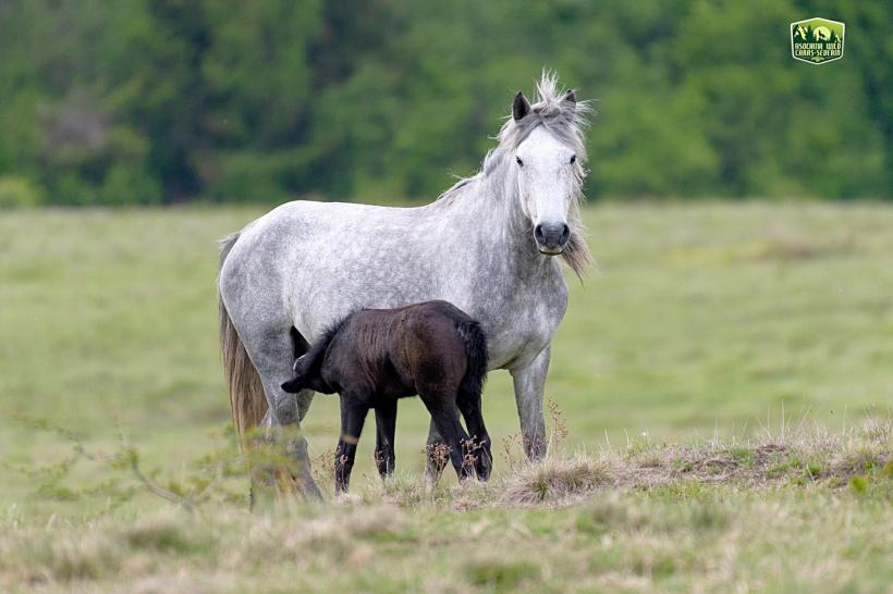 Caii dacilor umblă liberi la Anina 18671579