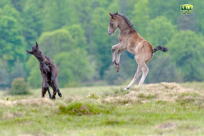 Caii dacilor umblă liberi la Anina 18671582