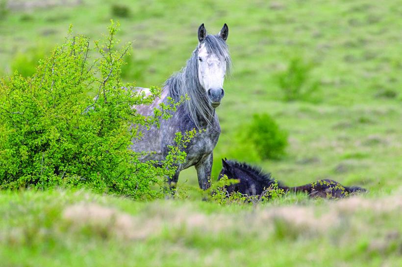 Caii dacilor umblă liberi la Anina 18671584
