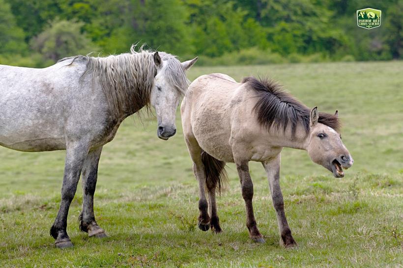 Caii dacilor umblă liberi la Anina 18671586