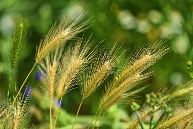 Brexit: Fermierii britanici vor să-și vândă cerealele înainte de ieșirea țării din UE