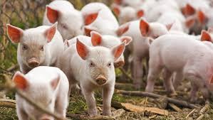 Pesta porcină din China provoacă o criză de medicamente anticoagulante în SUA