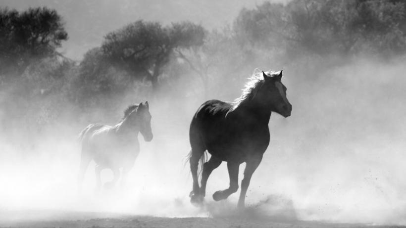 Poliția din Bistrița cercetează cazul calului torturat de vânători