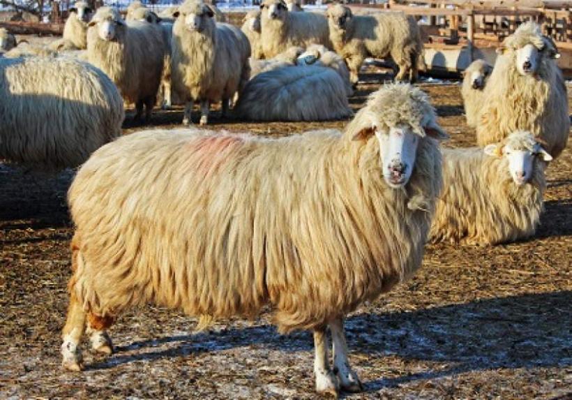 Ajutoare pentru fermieri. 2 lei/kg pentru comercializarea lânii până la 21 octombrie