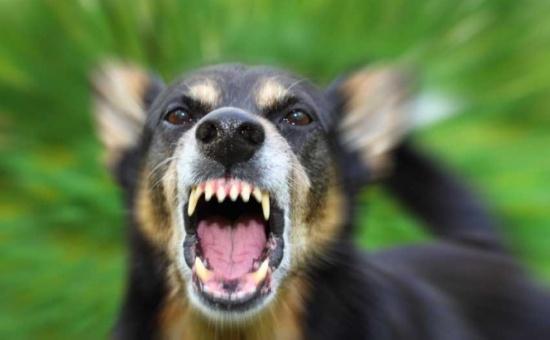 Alba Iulia: Femeie muşcată de un pitbull care i-a omorât  câinele