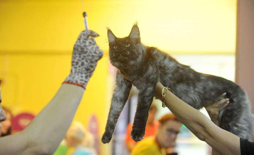 SofistiCAT toamna 2019. Concursul celor mai frumoase pisici (GALERIE FOTO)