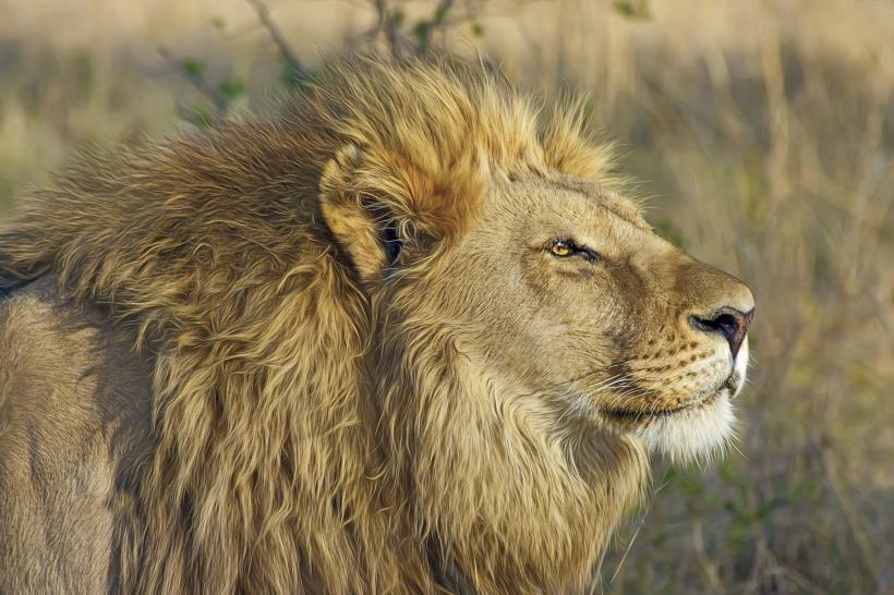 Sute de kilograme de oase de lei, confiscate în Africa de Sud