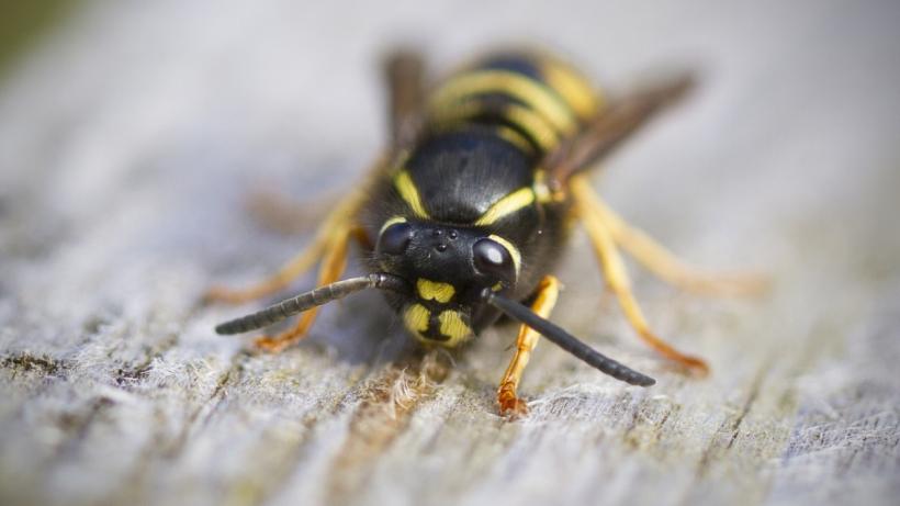 Dramă la Vaslui: Un pădurar a murit după ce ar fi fost înţepat de viespi