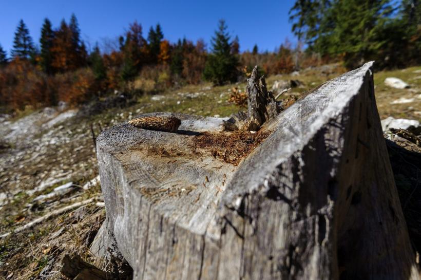 Crimă în Maramureș: Un pădurar a fost ucis în timp ce împiedica tăierea ilegală a arborilor